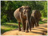 Elephant Safari